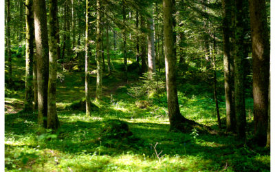 Séjours de danse dans la Spirale & Yoga